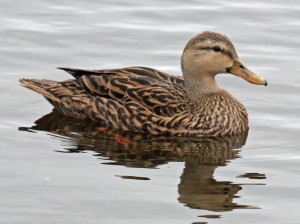 Duck Removal Duck Removal