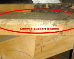 Chewed Beams