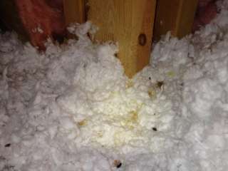 Animal Droppings (Attic)