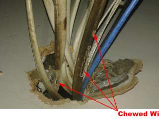 Chewed Wires (Attic)