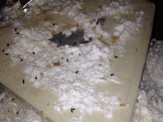 More Animal Droppings (Attic)