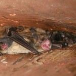 bats found in the attic