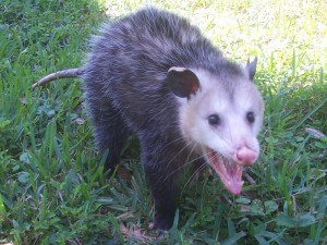 possum with rabies