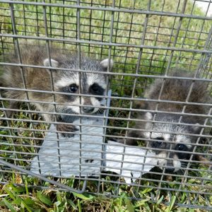 Raccoon Removal In Orlando FL | Animal Wildlfie Trappers