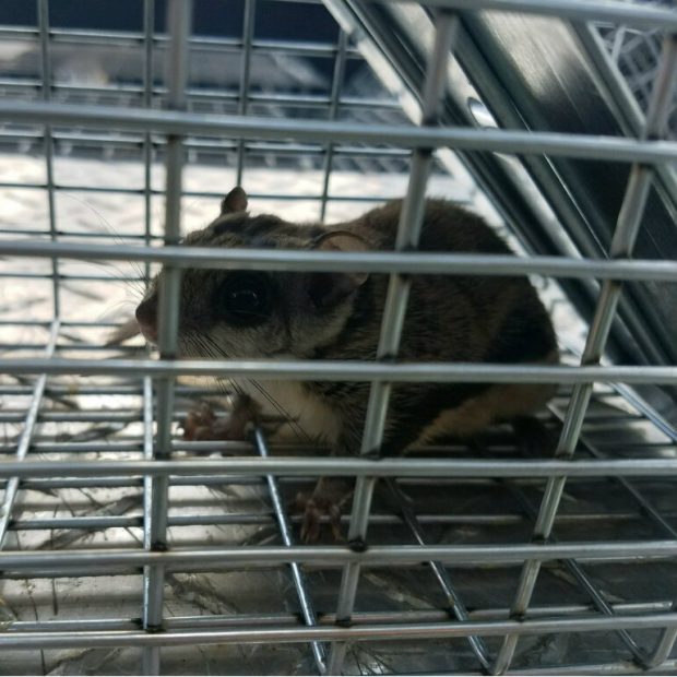 Free Animal Entry Home Inspections Animal Wildlife Trappers, Inc