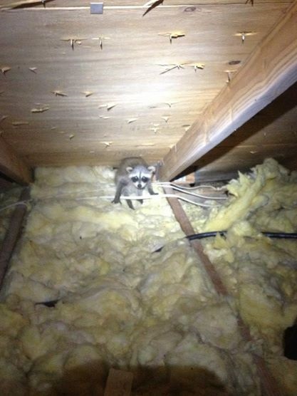raccoon in an attic