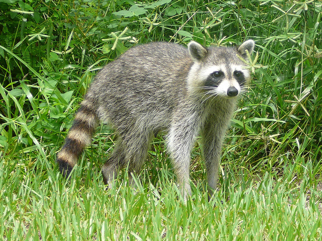 are raccoons apart of the dog or cat family