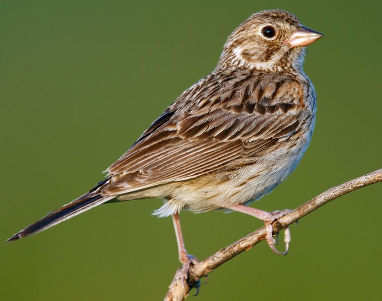 Sparrow Removal Animal Wildlife Trappers Inc