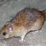 Rat Removal Orlando FL