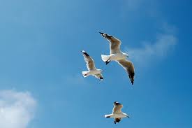 Seagull Deterrent Animal Wildlife Trappers Inc - 