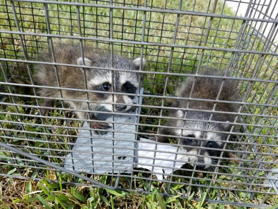 Are Raccoons Dangerous? | Animal Trappers