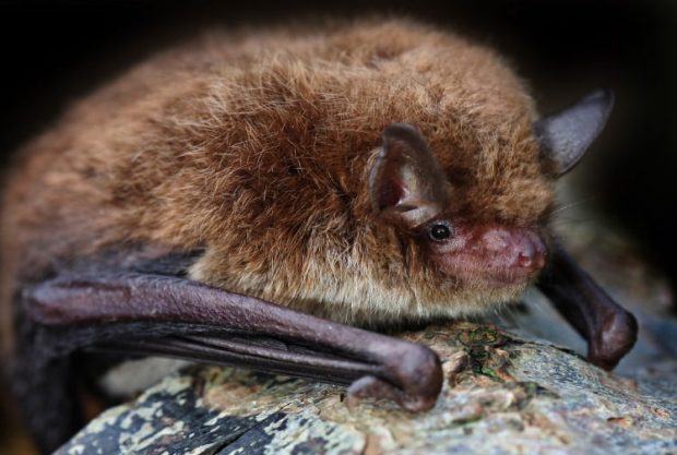 The Ultimate Guide To Nuisance Wildlife Permits In Florida | Animal