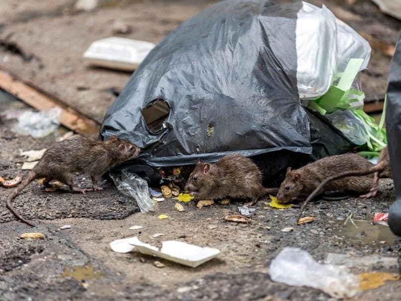 diseases-rodents-carry-animal-trappers