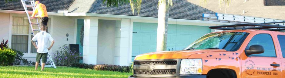 Orlando Animal Removal Services - Animal Wildlife Trappers
