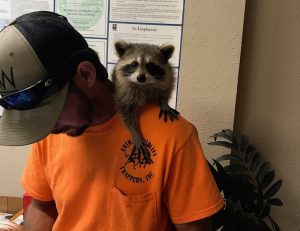Raccoon Removal Sumter County