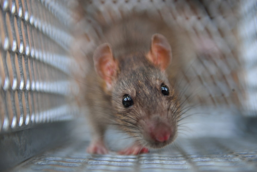 10 Rat Facts Every Homeowner Must Know | Animal Wildlife Trappers