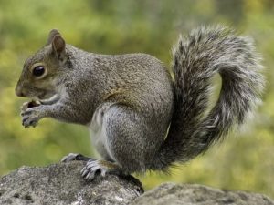 how dangerous are squirrels orlando