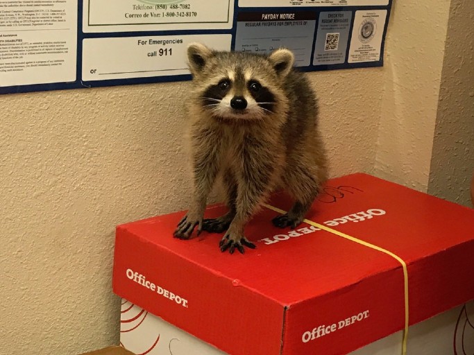 Licensed Critter Removal - Animal Wildlife Trappers, Inc