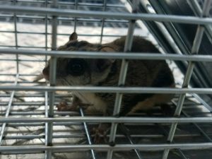 Kissimmee Animal Removal
