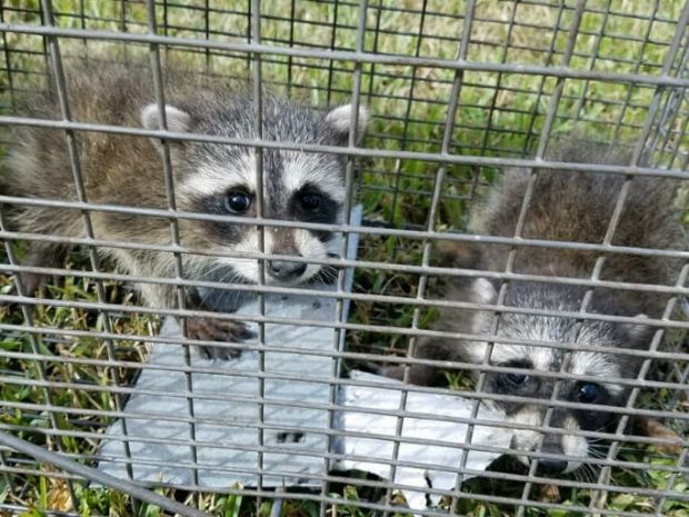 Raccoon Removal Lakeland