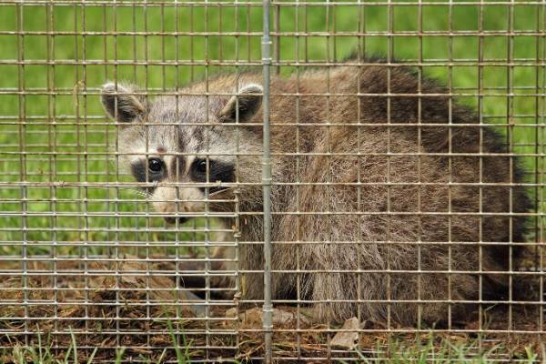 how-much-does-animal-removal-cost-animal-wildlife-trappers