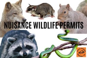 The Ultimate Guide To Nuisance Wildlife Permits In Florida | Animal