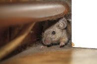 The Fastest Way To Get Rid of Rats in Your House