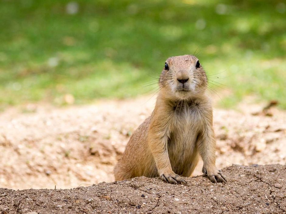 What Is The Difference Between A Gopher And A Groundhog | Animal Trappers