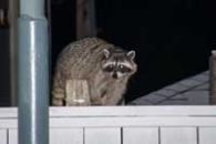 6 Raccoon Prevention Tips