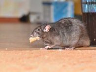 3 Rat Prevention Tips