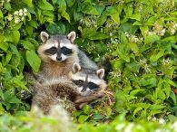 infectious diseases raccoons carry