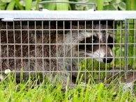 What Works for Trapping Raccoons?