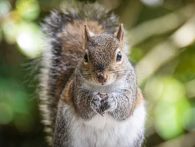 How Many Types of Squirrels Are in Florida?
