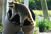 How Do You Keep Raccoons Out of Your Garbage?