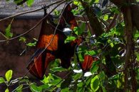 When Is Bat Nesting Season in Florida?