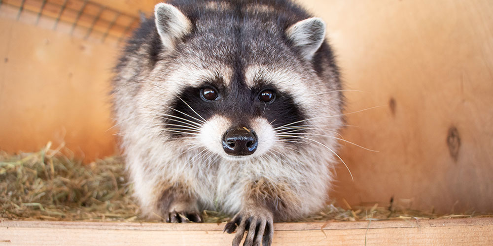 How Much Does It Cost To Remove A Raccoon From Your Attic? Animal