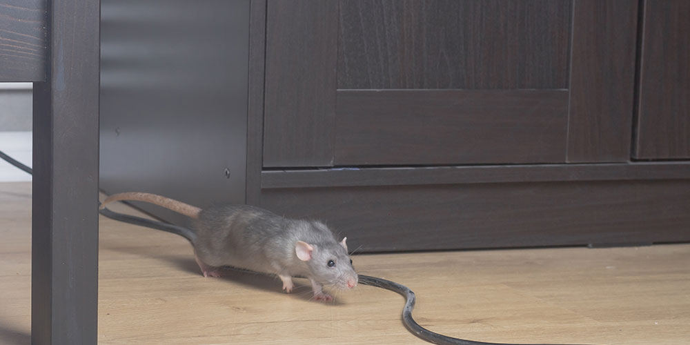 Three rats in rat glue traps. Dead rats on rat glue traps. Rats are a  nuisance in the house. Stock Photo