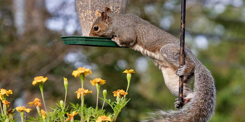 Squirrel in the Attic - Humane Removal of Squirrels in the Attic of your  House