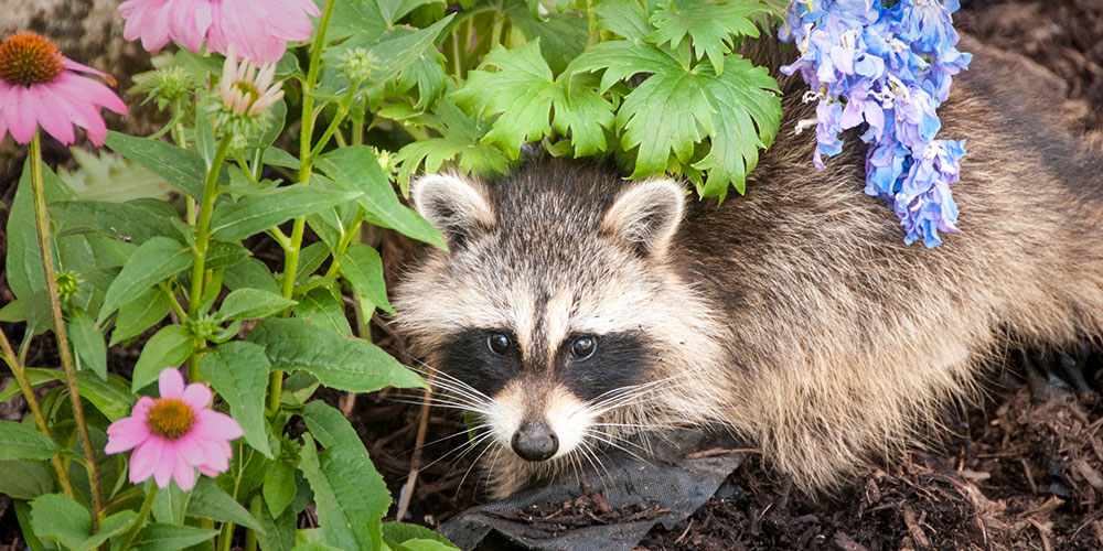 how-do-you-get-rid-of-raccoons-in-your-garden-animal-wildlife-trappers