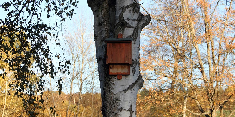 Pros And Cons Of Bat Houses Animal Wildlife Trappers   Pros And Cons Of Bat Houses 