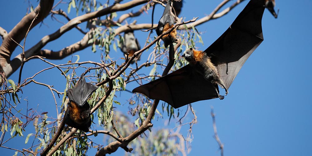 Safe And Humane Techniques For Bat Removal | Animal Wildlife Trappers