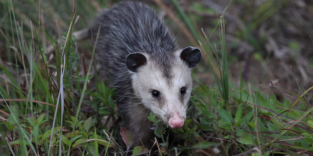 https://www.animaltrappersinorlando.com/wp-content/uploads/2023/09/dangers-of-diy-opossum-removal.jpg