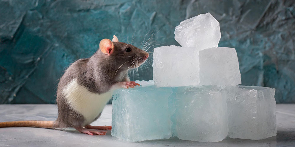 Can Dry Ice Get Rid Of Rats? | Animal Wildlife Trappers