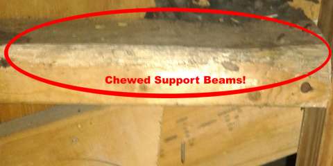 Chewed Beams